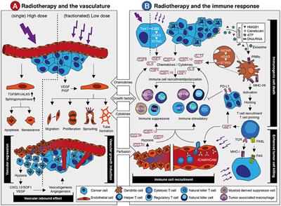 Combining Radiotherapy With Anti-angiogenic Therapy and Immunotherapy; A Therapeutic Triad for Cancer?